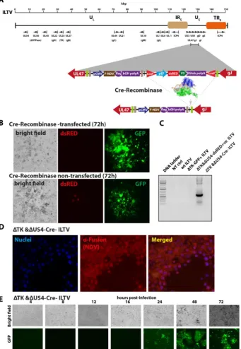Figure 3.Figure 3. Excision of dsRED from the ΔTK&ΔUS4-dsRED+ve ILTV using Cre–Lox system
