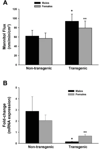 Fig. 2. Colonic permeability and ER ␤ expression levels in HLA-B27 rats.