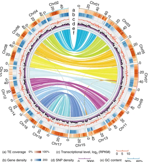 Fig. 1 Synteny and distribution of features in the broomcorn millet genome. The number and length (Mb) of pseudochromosomes are indicated outside of the ring