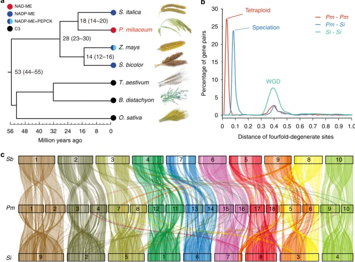 Fig. 2 Evolutionary analyses of the broomcorn millet genome. a Species phylogenetic tree constructed from single-copy orthologs