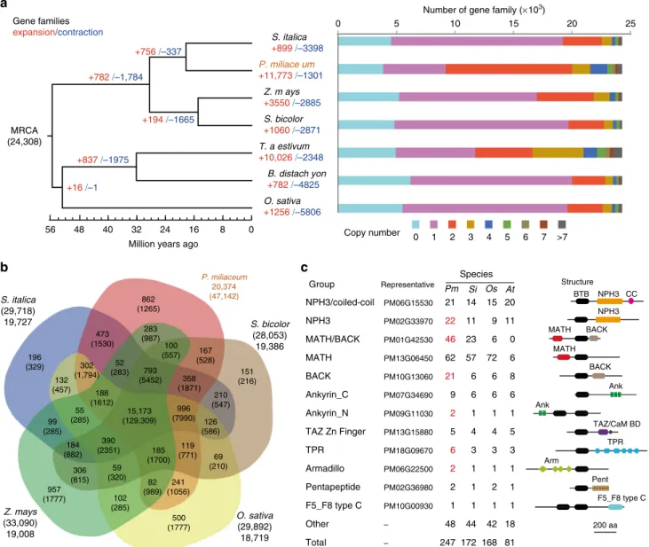 Fig. 3 Comparative genomics of gene families in broomcorn millet. a The number of gene families that expanded or contracted during evolution mapped to the species phylogenetic tree