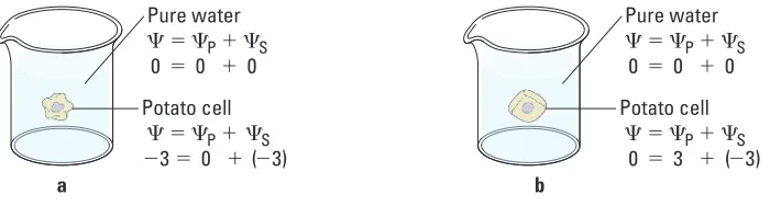 Figure 2. Plant cell in an aqueous solution. The water potential of the cell equals that of surrounding solution at dynamic equilibrium