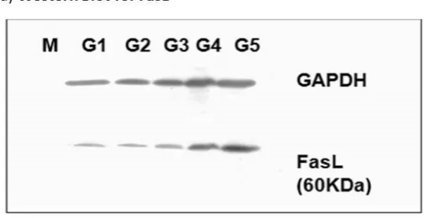 Figure 3.(program developed at National Institutes of Health). The results from the densitometer was analyzedFigure 3