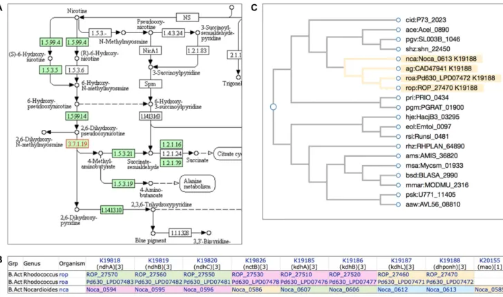 Figure 3. (A) A portion of the KEGG pathway map of nicotinate and nicotinamide metabolism (map00760) for Nocardioides sp