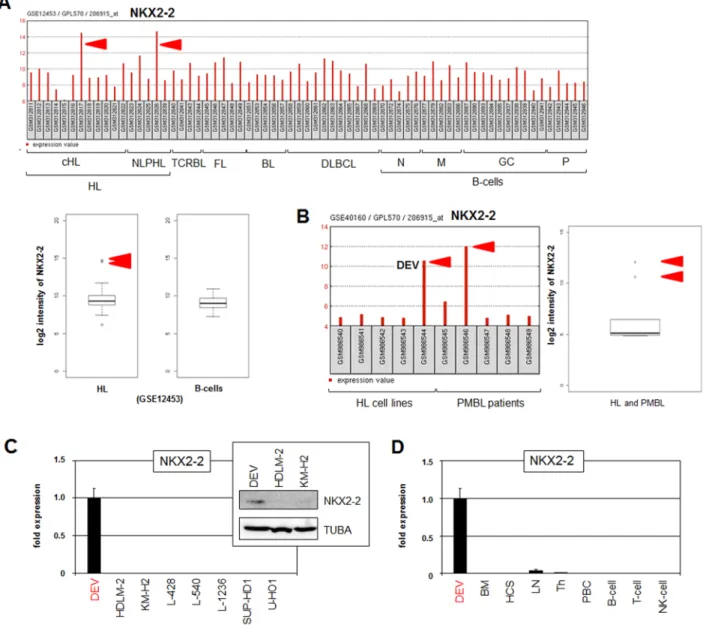 Figure 1: Expression of NKX2-2 in HL patients and cell lines.  (A) Expression profiling data of NKX2-2 (206915_at) in dataset  GSE12453 containing samples of patients and normal B-cells are indicated as barplot (above) and boxplot (below)