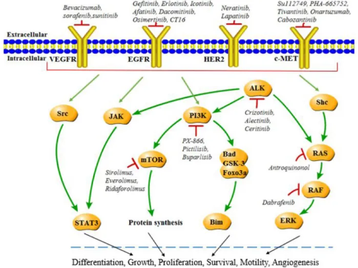 Figure 1: Molecular targets in NSCLC.  Various mechanisms including amplification and mutation may lead to activation of EGFR, 