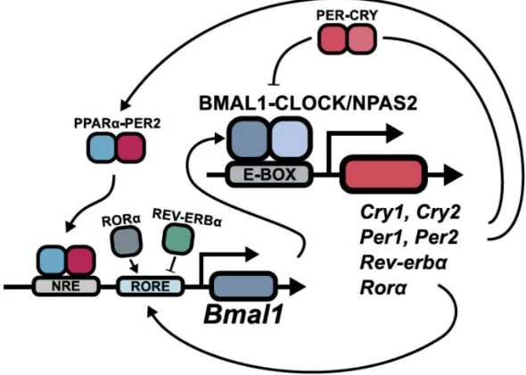 Figure 1.Schematic representation of the molecular clock.providing either transcriptional activation or repression, respectively, by binding to ROR responseThe transactivational complexBMAL1-CLOCK activates genes with E-BOX regulatory sites.PER-CRY complex