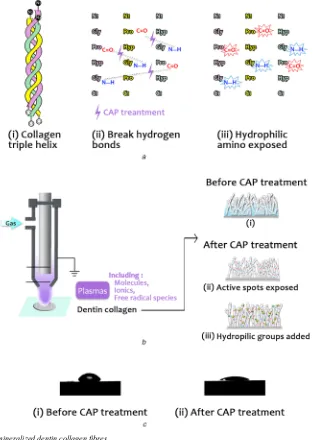 Fig. 6  structure after the CAP treatment, Effects of CAP on the demineralized dentin collagen fibres(a) Schematic of collagen triple helix structure (i), broken of the hydrogen bonds after the CAP treatment (ii), and exposure of the hydrophilic amino acids inside the collagen helix(b) Plasma treatment to the collagen fibres after the dentin demineralisation (i), production of the active spots after plasma treatment (ii), andgrafting of the hydrophilic groups onto the active spots on the surface of the collagen fibres (iii), (c) Photographs of water drops for the contact angle measurements on thedemineralised dentin surfaces before (i) and after (ii) plasma treatment