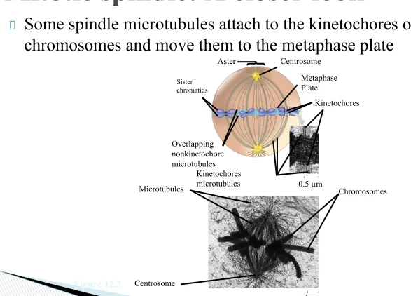 Figure 12.7Centrosome