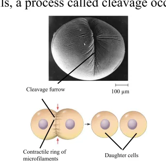 Figure 12.9 A