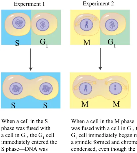 Figure 12.13 A, B