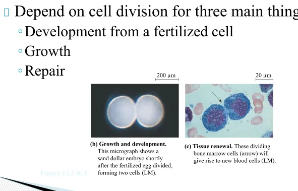 Figure 12.2 B, C