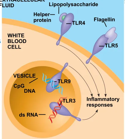 Fig. 43-6 