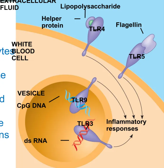 Fig. 43-6 Phagocytes  can  recognize  TLR  displayed  on WBC  that have pathogens  in them