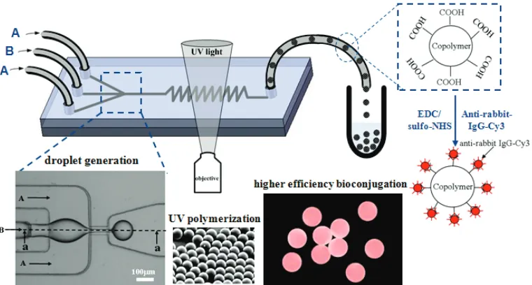 Figure 8. Schematic diagram of MFFD for production of copolymer particles via UV polymerization by co-flow of aqueous (A) and comonomer (B) phases