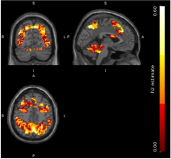 FIGURE 12The heritability image forthe masked brain regions. The heritabilityestimates vary between 0 and 0.59, andthe heritability estimates of significantvoxels using cluster size inference rangefrom 0.18 to 0.59 [Color figure can beviewed at wileyonlinelibrary.com]