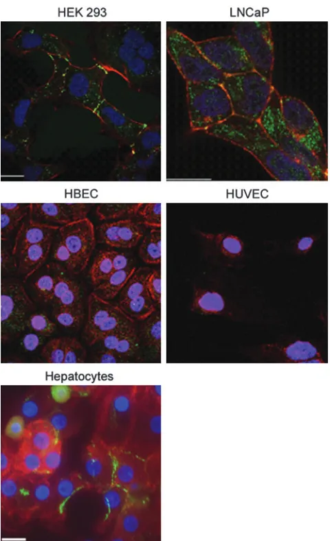 FIG. 7.Immunocytochemical detection of CAR protein(green) in HEK293 cells, LNCaP cells, primary humanbronchial cells (HBEC), primary human umbilical vein en-dothelial cells (HUVEC), and human hepatocytes