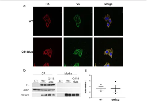 Fig. 2 Cellular characterization of p.Q118dup BMP6 protein in CHO cells. a Representative immunofluorescence image of stably transfected CHOcells