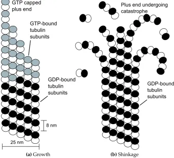 Figure 1.3: Diagram of microtubule dynamic instability. During growth protoﬁl-aments (PFs) extend linearly and close up to form the microtubule (MT) lattice.After the GTP cap is lost, a catastrophe occurs resulting in rapid depolymerisationof curling PFs.