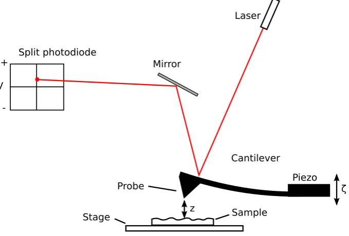 Figure 3.1: Standard atomic force microscope (AFM) imaging setup. A laser iscorresponds to the topography of the sample