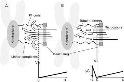 Figure 4.5: Two general classes of models of Dam1 ring-microtubule coupling.conﬁned to the MT by protoﬁlaments (PFs) (protoﬁlament model)