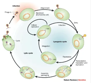 Figure 1. Bacteriophage structure.(1) Head, (2) Tail, (3) Nucleic acid, (4) Capsid, (5) Collar, (6) Sheath, 