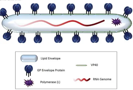 Figure 3. Ebola virus.