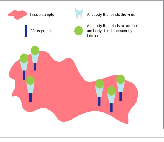 Figure 1. Immunohistochemistry. A tissue or fluid sample (pink) is fixed onto a microscope slide