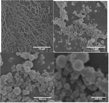 Figure 3.Figure 3. Particles prepared by spray-freezing, then dried at room temperature and neutral pH