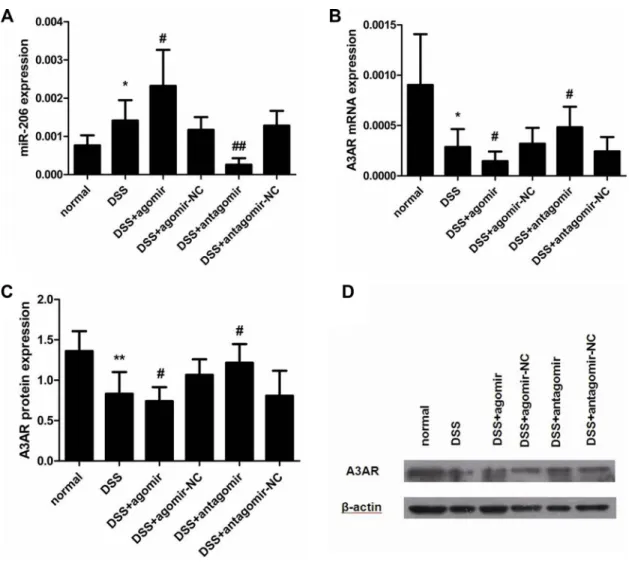 Figure 10: miR-206 downregulates A3AR expression in mouse colon.  (A) miR-206 expression was higher in DSS-colitis mice  than in control mice, and was upregulated and downregulated in the colon of agomir- and antagomir-treated mice, respectively, as compar