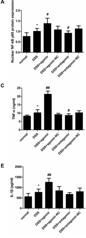 Figure  11:  miR-206  upregulates  nuclear  NF-κB  p65  expression  and  TNF-α/IL-8/IL-1β  levels  in  mouse  colon