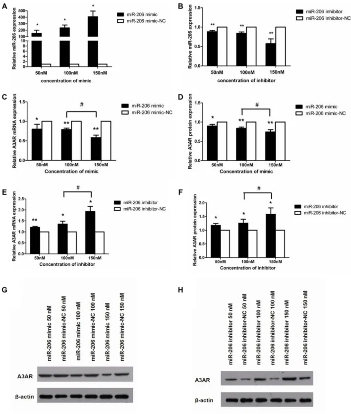 Figure 3: miR-206 downregulated A3AR expression.  (A, B) miR-206 expression was increased and decreased in HT-29 cells  after transfection with miR-206 mimic and miR-206 inhibitor, respectively, as compared with the expression in cells transfected with the