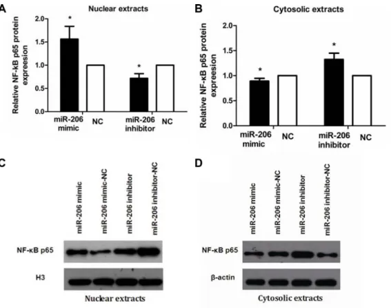 Figure 5: miR-206 enhanced NF-κB p65 nuclear translocation in TNF-α-treated cells.  (A, B) Transfection with miR-206  mimic resulted in an increase and decrease, respectively, in nuclear and cytoplasmic NF-κB p65 expression levels in TNF-α-treated cells,  
