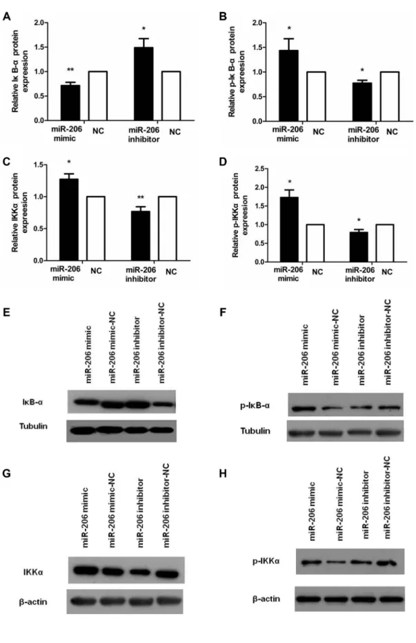 Figure 6: miR-206 decreased IκB-α and increase p-IκB-α, IKKα, and p-IKKα expression in TNF-α-treated cells