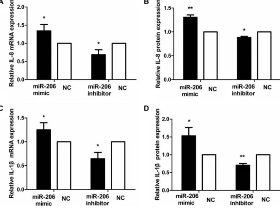 Figure 7: miR-206 increased IL-8/IL-1β expression in TNF-α-treated cells.  Transfection with miR-206 mimic and inhibitor  resulted,  respectively,  in  an  increase  and  decrease  in  IL-8  and  IL-1β  mRNA  expression  and  protein  secretion  in TNF-α-t