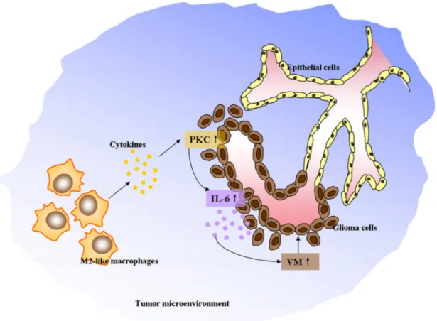 Figure 7: The schematic diagram depicting M2-like tumor-associated macrophages driving VM formation through  amplification of IL-6 expression in glioma cells via PKC signaling