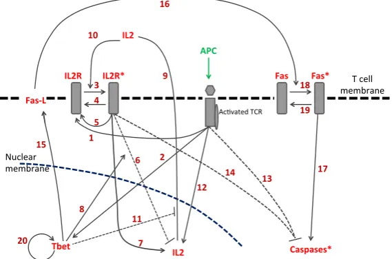 Figure 2. Simpliﬁed molecular signaling pathway of a CD8 T-cell. The molecular networkgets activated by T-cell receptor (TCR) signaling once a T-cell encounters an antigenpresenting cell (APC)