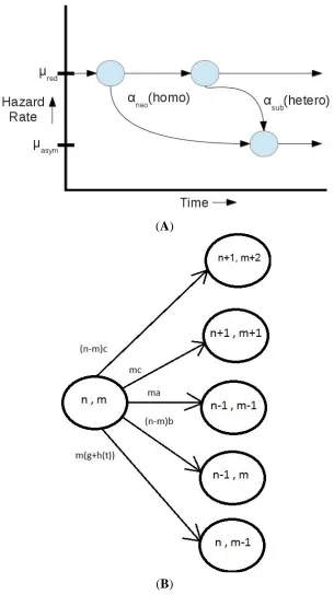 Figure 4. (A) A scheme showing the transitions between different hazard rates based upon evolutionary processes is presented