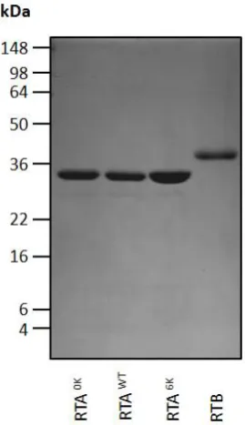 Figure 3.15 – Purity of RTAWT, RTA0K and RTA6K preparations after centrifugal 