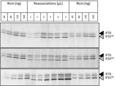 Figure 3.16 – Quantification of reassociated holotoxin 