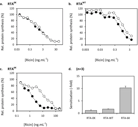 Figure 3.18 – Increasing the lysine complement of RTA augments radicicol-induced sensitivity to ricin holotoxin