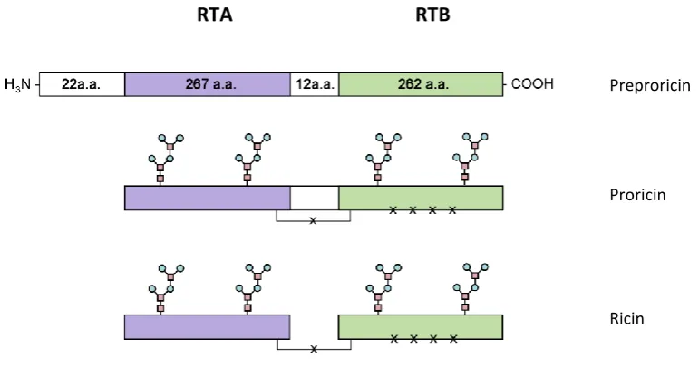 Figure 1.1 - The various forms of ricin during biogenesis of the mature holotoxin 