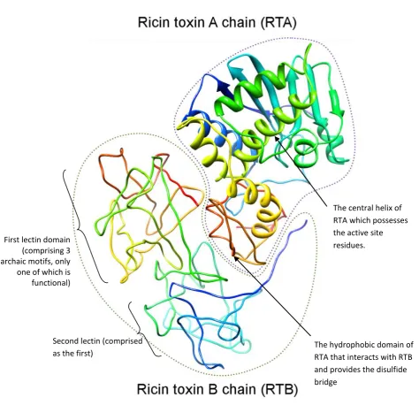 Figure 1.2 - The three-dimensional structure of the ricin holotoxin 