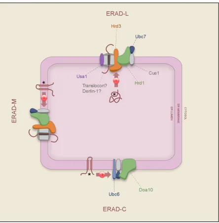 Figure 1.4 – The ERAD-C, ERAD-L and ERAD-M complexes 