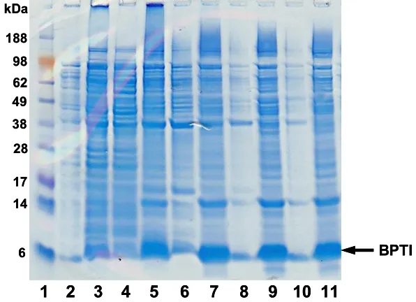 Figure 3.6: SDS-PAGE for isolation of wild type BPTI inclusion bodies. Lane 1, SeeBluemarker; lane 3, total expressed protein; lane 4, total soluble protein; lane 5, totalinsoluble protein; lane 6, supernatant after 1st wash; lane 7, pellet after 1st wash;