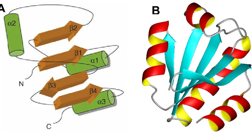 Figure 1.5: The thioredoxin fold in the protein thioredoxin. A) structure of the thioredoxinfold, illustrating its βαβαββα configuration, modified from (Gruber, Cemazar et al
