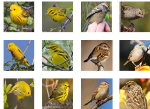 Figure 1. Example images from the Birdsnap dataset [3] which exhibits large intra-class variations and low inter-class variations.