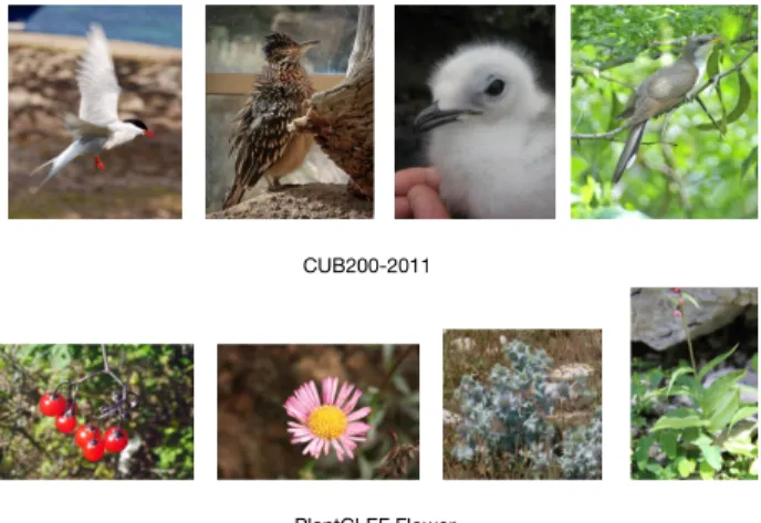 Figure 3. Examples from CUB-200-2011 and PlantCLEF Flower.
