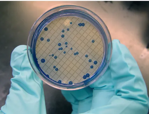 Figure 3 .1  Colonies of fecal coliform bacteria from a water supply. Source: Susan  Boyer