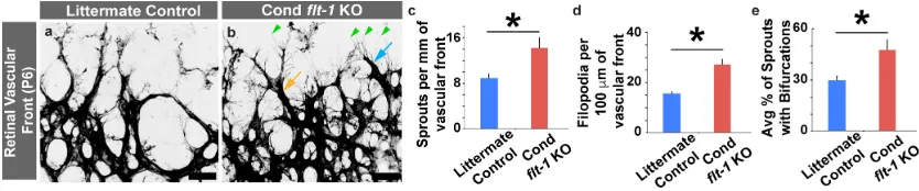 Figure 2.Conditional (The light blue arrow denotes an endothelial tip cell, the green arrowheads denote ﬁlopodial extensions,quantiﬁcations of vascular front of P6 retinas.vessel length for littermate control (blue bars,Figure 2